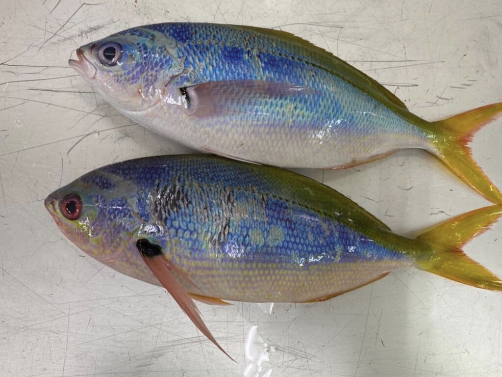 沖縄の魚 第二弾 魚喰い