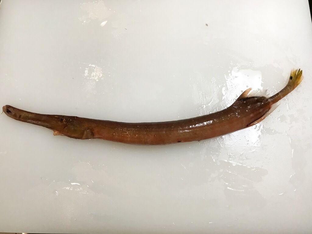 珍 ラッパみたいな口した魚 魚喰い 珍 ラッパみたいな口した魚 魚喰い