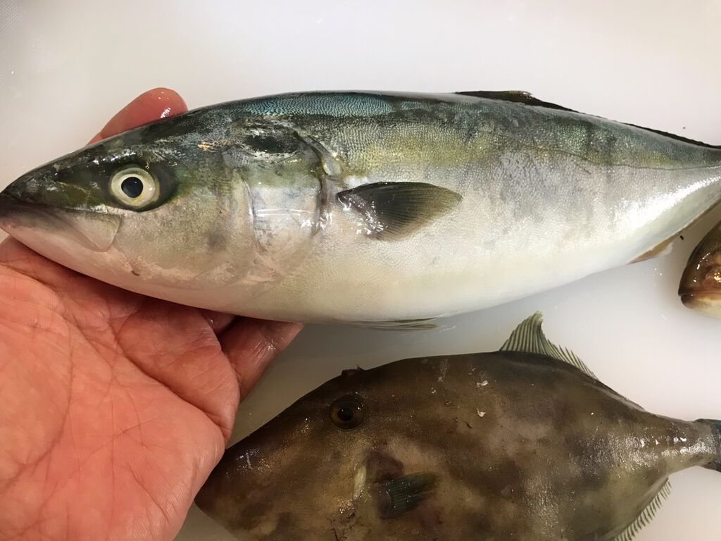 年09月 魚喰い 年09月 魚喰い
