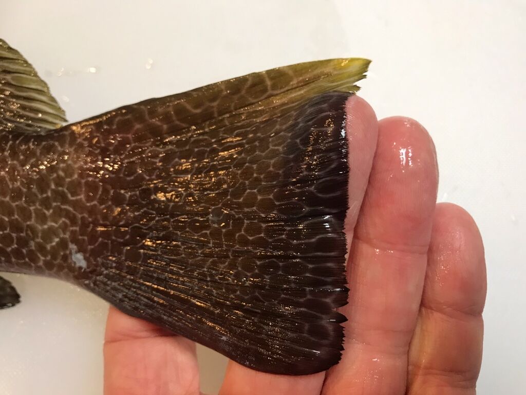 ホウセキハタとトマトの炊き込みご飯 魚喰い ホウセキハタとトマトの炊き込みご飯 魚喰い