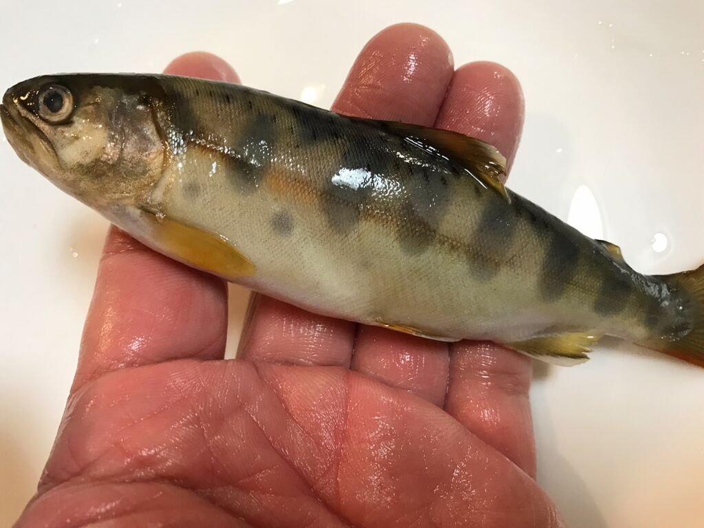 初のお魚 渓流の女王 天然ヤマメを喰らう 魚喰い 初のお魚 渓流の女王 天然ヤマメを喰らう 魚喰い