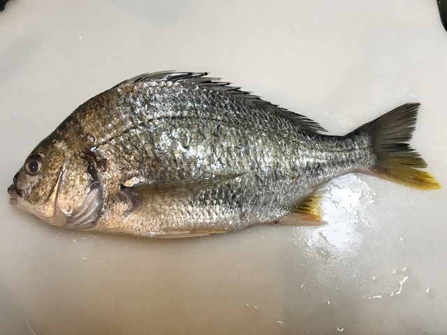 キビレを喰らう 魚喰い キビレを喰らう 魚喰い