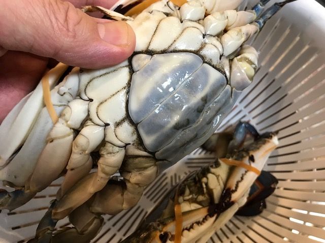 一杯100円の激旨カニ 魚喰い 一杯100円の激旨カニ 魚喰い