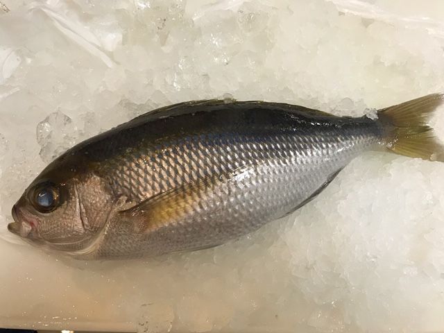 超簡単 自家製ミニトマトでサルサソース 魚喰い 超簡単 自家製ミニトマトでサルサソース 魚喰い