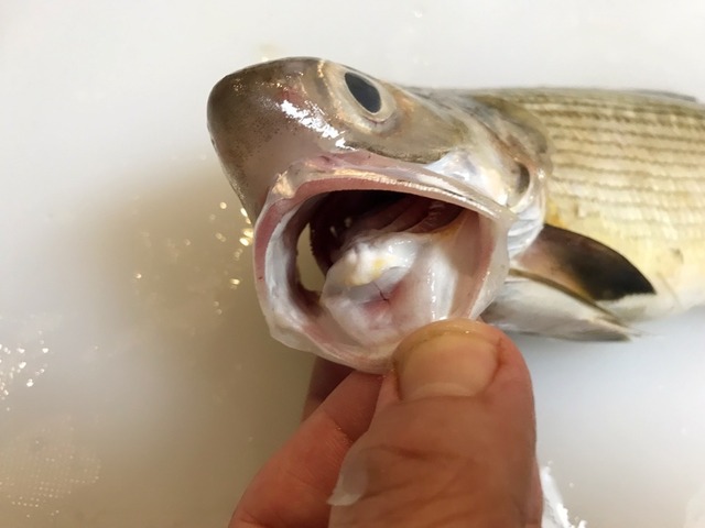 初のお魚 ツバメコノシロを喰らう 魚喰い