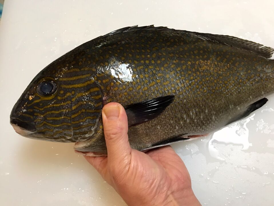 初のお魚 オシャレコショウダイを喰らう 魚喰い