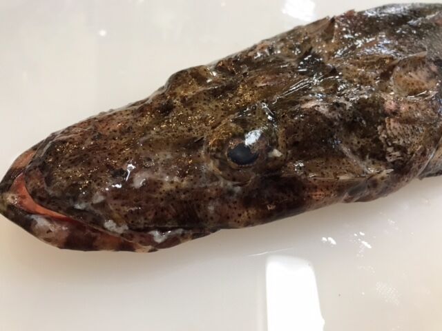 ワニゴチのきりたんぽ鍋 魚喰い