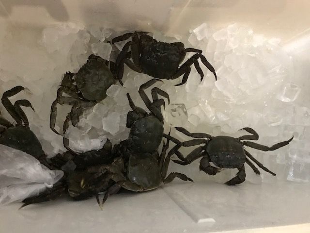 一杯100円の極旨カニ 魚喰い 一杯100円の極旨カニ 魚喰い