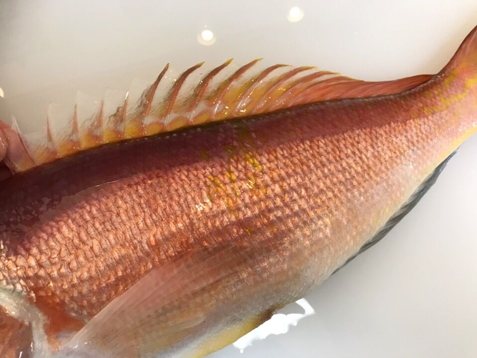 黄色頼んだのに赤が来た 魚喰い