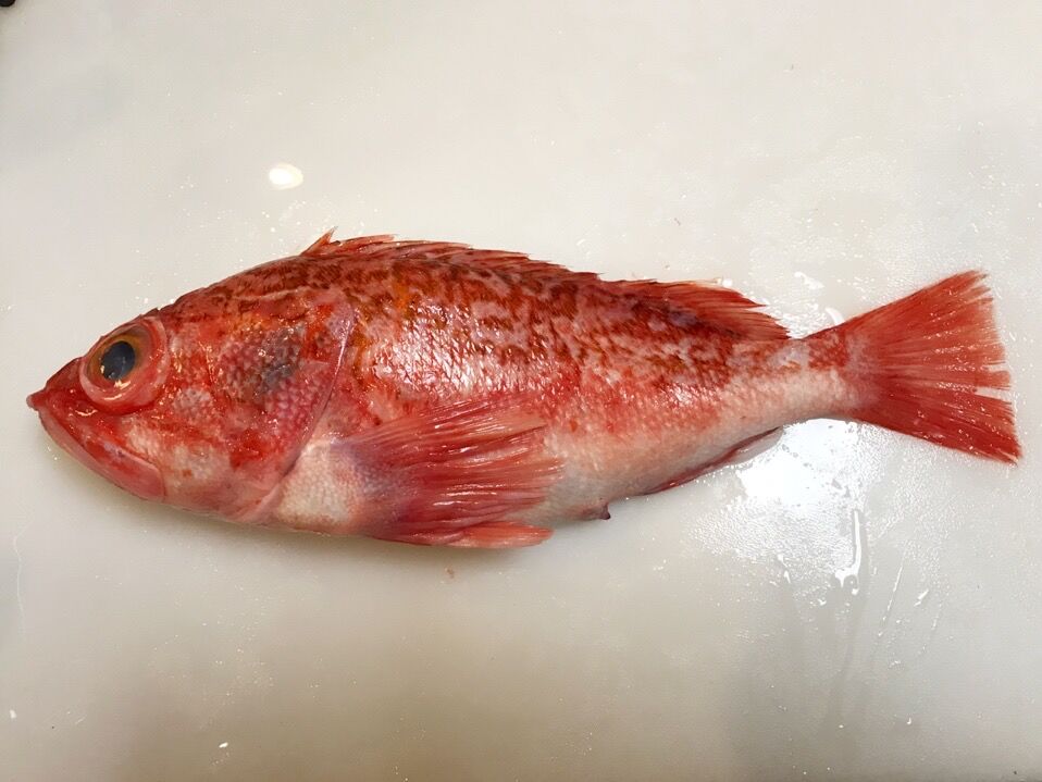 長生きする葉っぱ 魚喰い