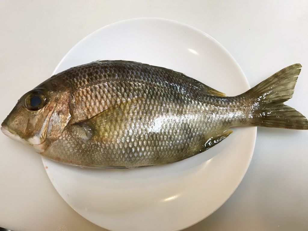 家寿司晩酌 メイチダイ 魚喰い