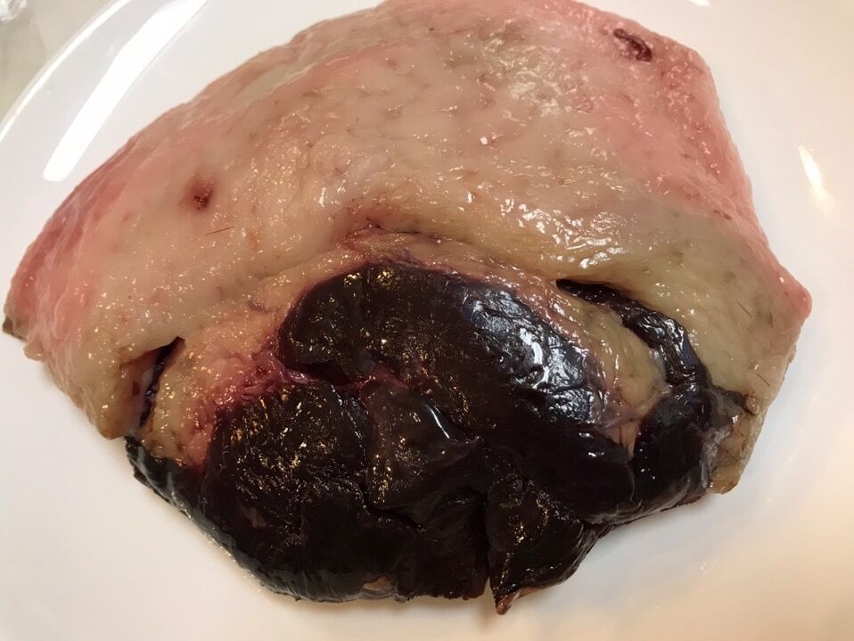 初の海獣肉を喰らう ヒレ編 魚喰い