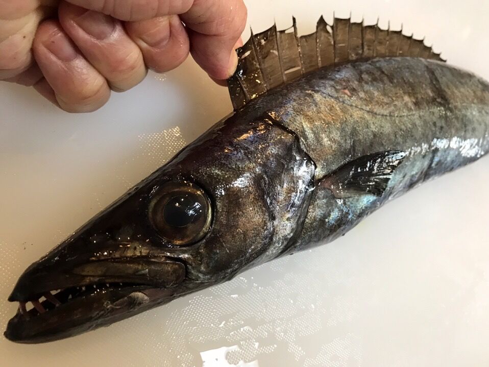 食べるのに難儀するけどめっちゃ美味い魚 魚喰い