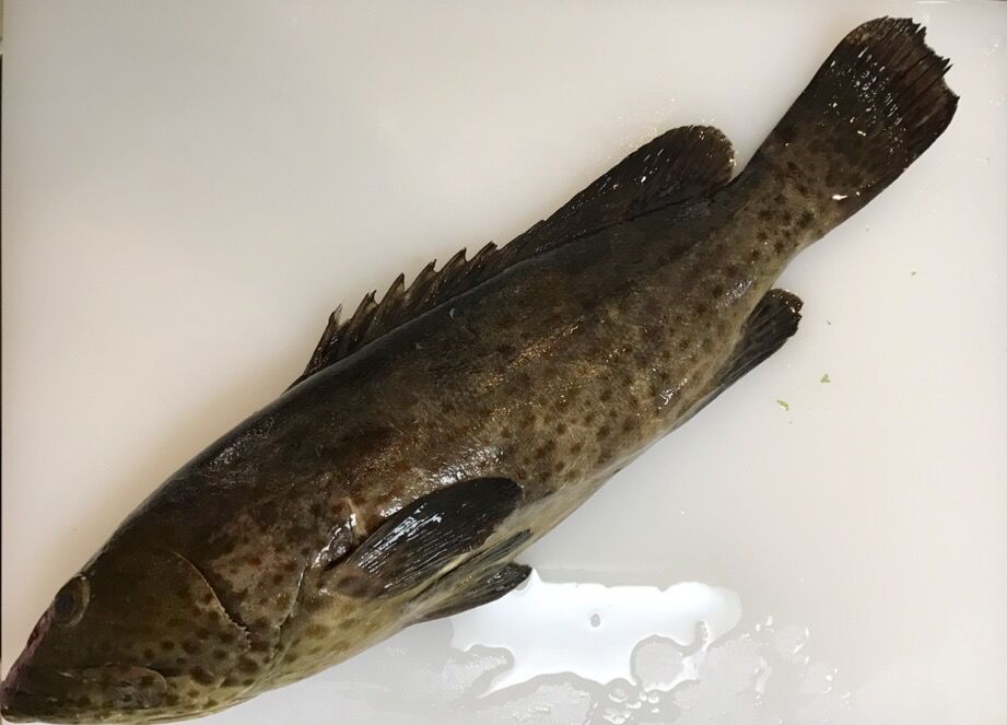 チャマル 魚喰い チャマル 魚喰い