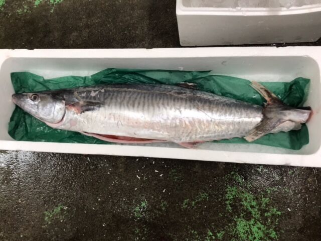 初のお魚 ヨコシマサワラを喰らう 魚喰い 初のお魚 ヨコシマサワラを喰らう 魚喰い