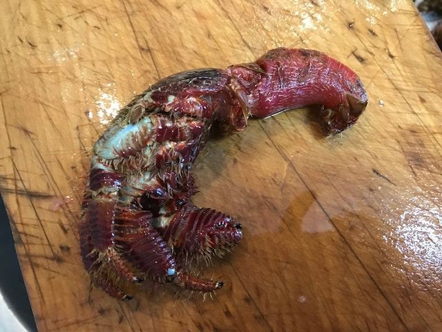 閲覧注意 ホンオニヤドカリを食す 魚喰い