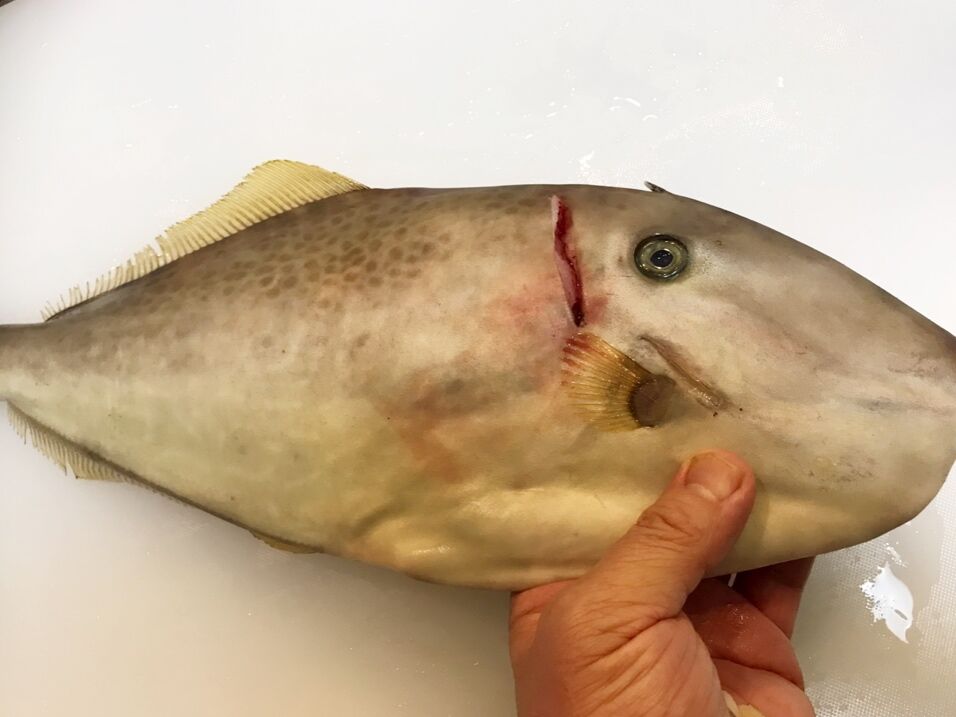 肝が美味しいウスバハギ 魚喰い