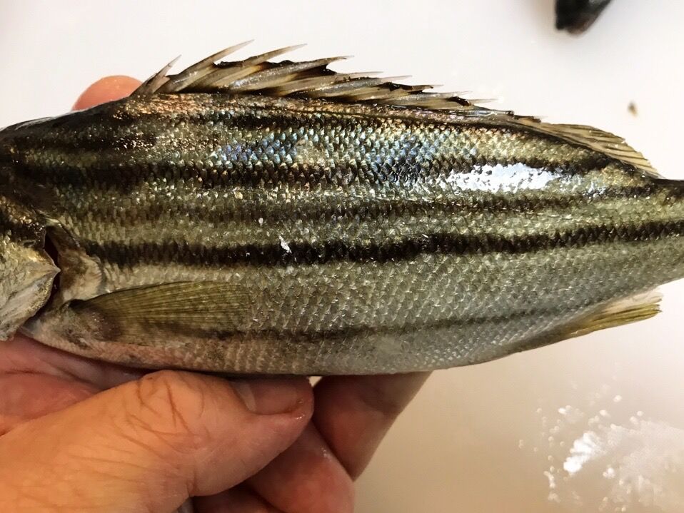 シマイサキのカレー唐揚げ 魚喰い