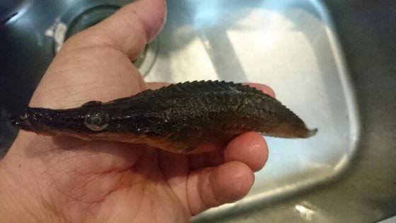 ワニの子 魚喰い ワニの子 魚喰い