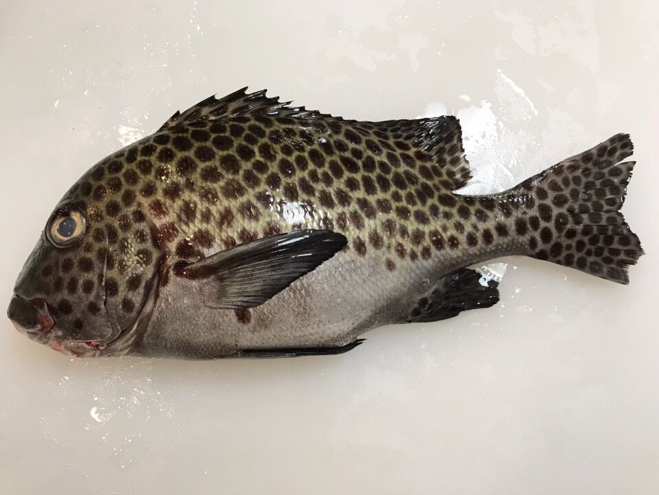 魚壁飾り　チョウチョウコショウダイ成魚　大［額装］ 魚壁飾り チョウチョウコショウダイ成魚 大［額装］