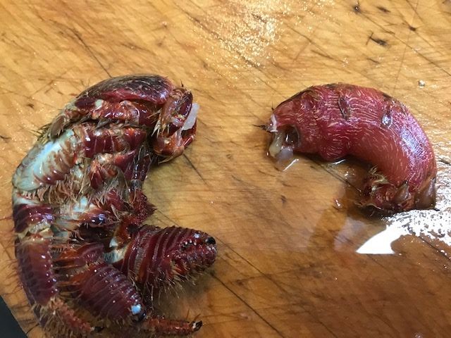 閲覧注意 ホンオニヤドカリを食す 魚喰い