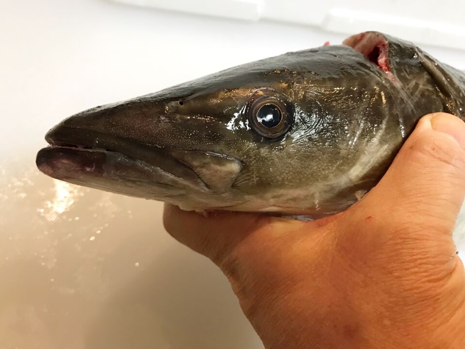 スギちゃんには悪いけど 魚喰い