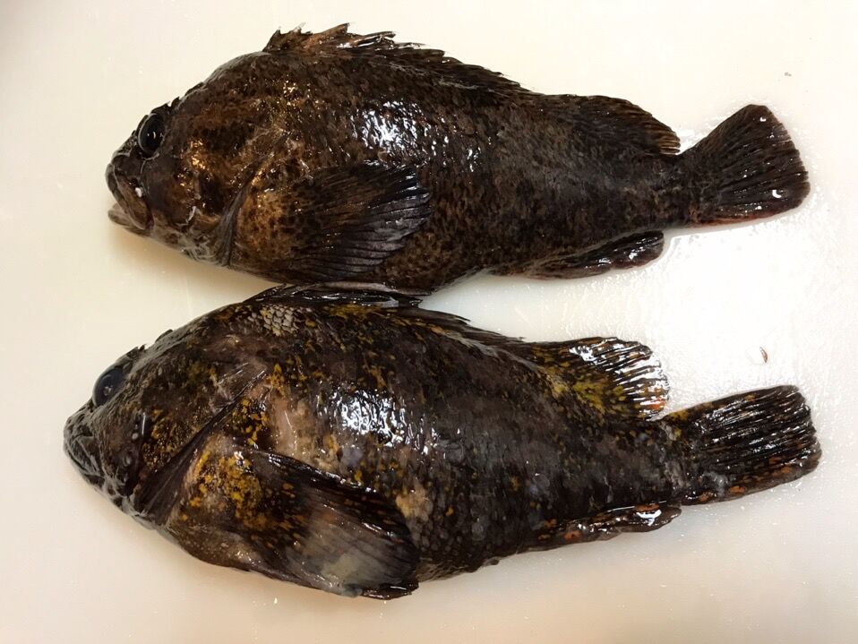 どっちがどっちだ 魚喰い