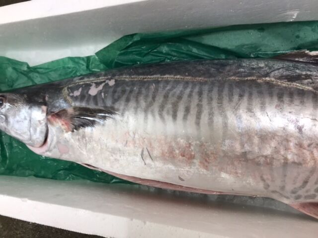 初のお魚 ヨコシマサワラを喰らう 魚喰い 初のお魚 ヨコシマサワラを喰らう 魚喰い