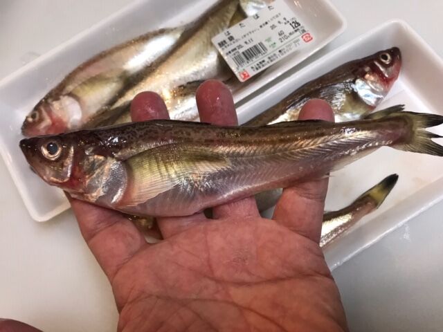 ハタハタとシークヮーサー 魚喰い