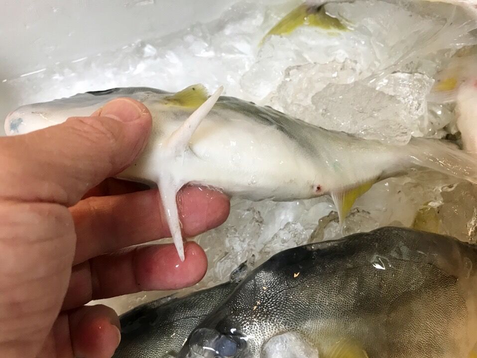 初のお魚ギマを食す 魚喰い 初のお魚ギマを食す 魚喰い