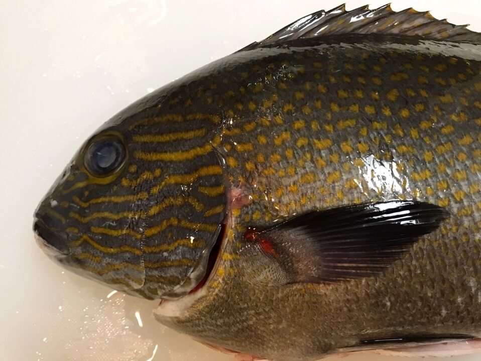 初のお魚 オシャレコショウダイを喰らう 魚喰い