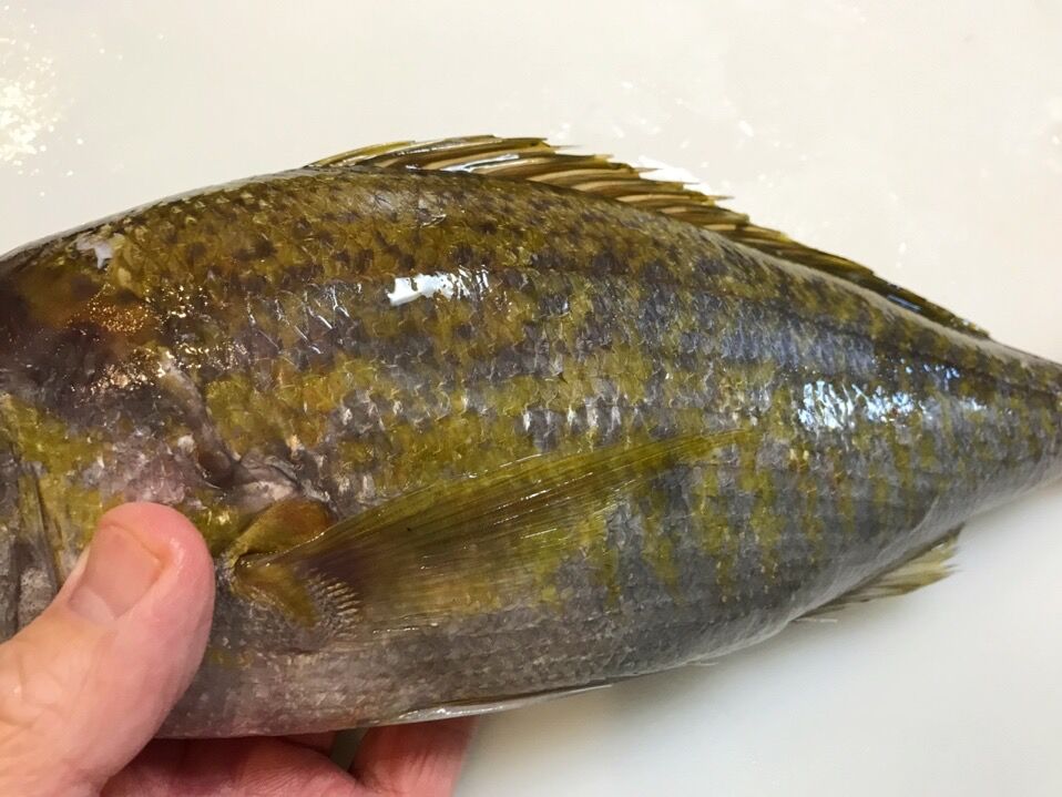 キマダラなヒメダイ 魚喰い