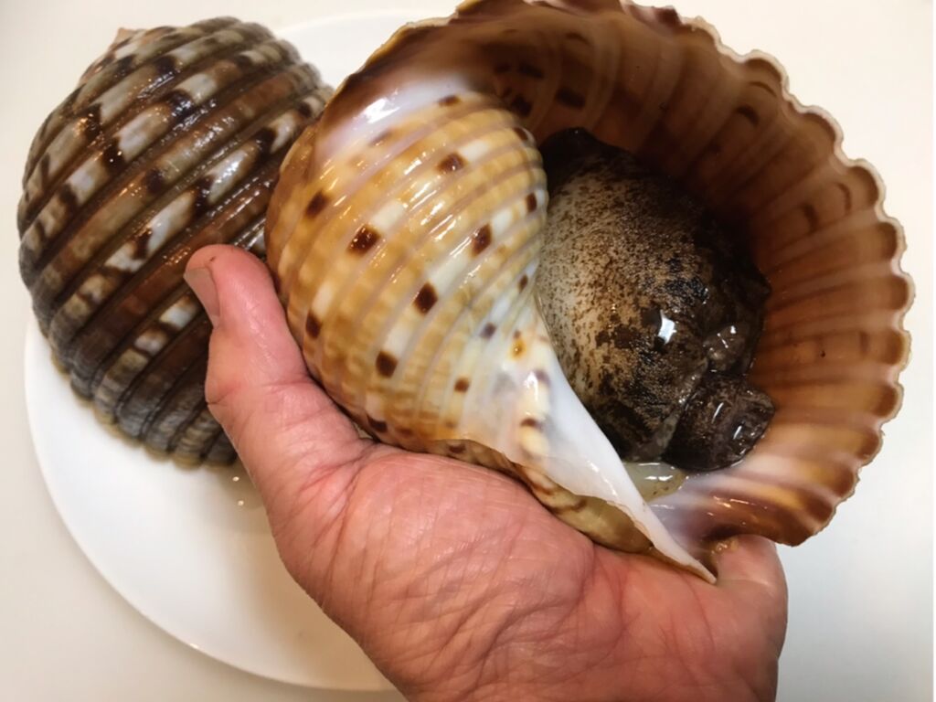 初の貝 ヤツシロガイを喰らう 魚喰い 初の貝 ヤツシロガイを喰らう 魚喰い