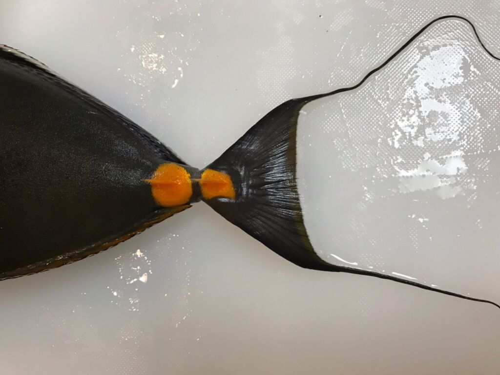 めちゃくちゃカッチョイイ魚 魚喰い めちゃくちゃカッチョイイ魚 魚喰い