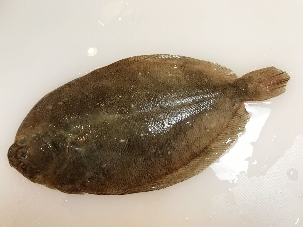 ガンゾウビラメの昆布締めカルパッチョ 魚喰い ガンゾウビラメの昆布締めカルパッチョ 魚喰い