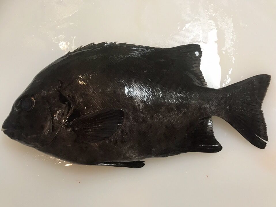 初のハイブリッド 魚喰い