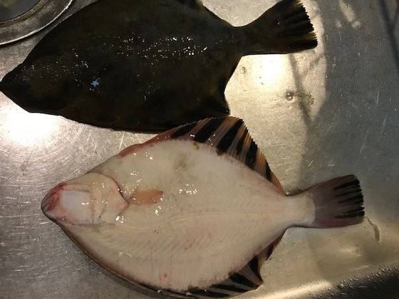 幻の高級魚 魚喰い