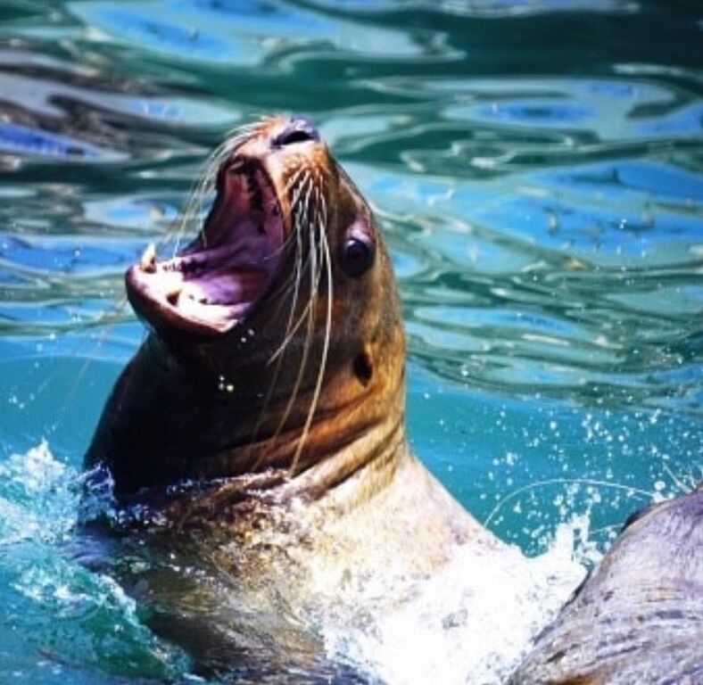 初の海獣肉を喰らう ヒレ編 魚喰い