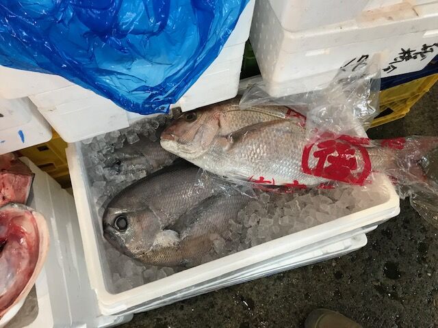 人参の間引き菜とモウカの星 魚喰い