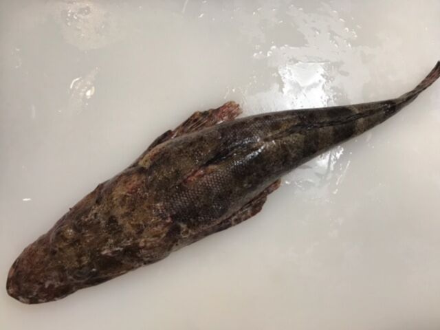 ワニゴチのきりたんぽ鍋 魚喰い