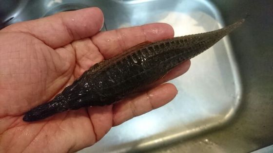 ワニの子 魚喰い ワニの子 魚喰い