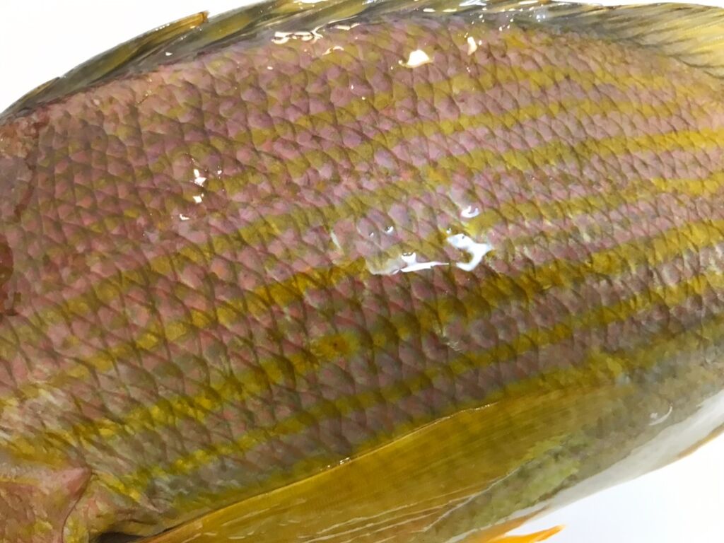 初のお魚 キュウセンフエダイを喰らう 魚喰い