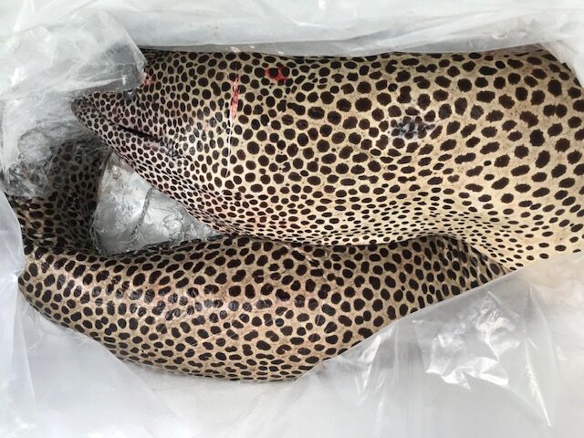 閲覧注意 我が家に来た魚でｎｏ1の長さ 魚喰い