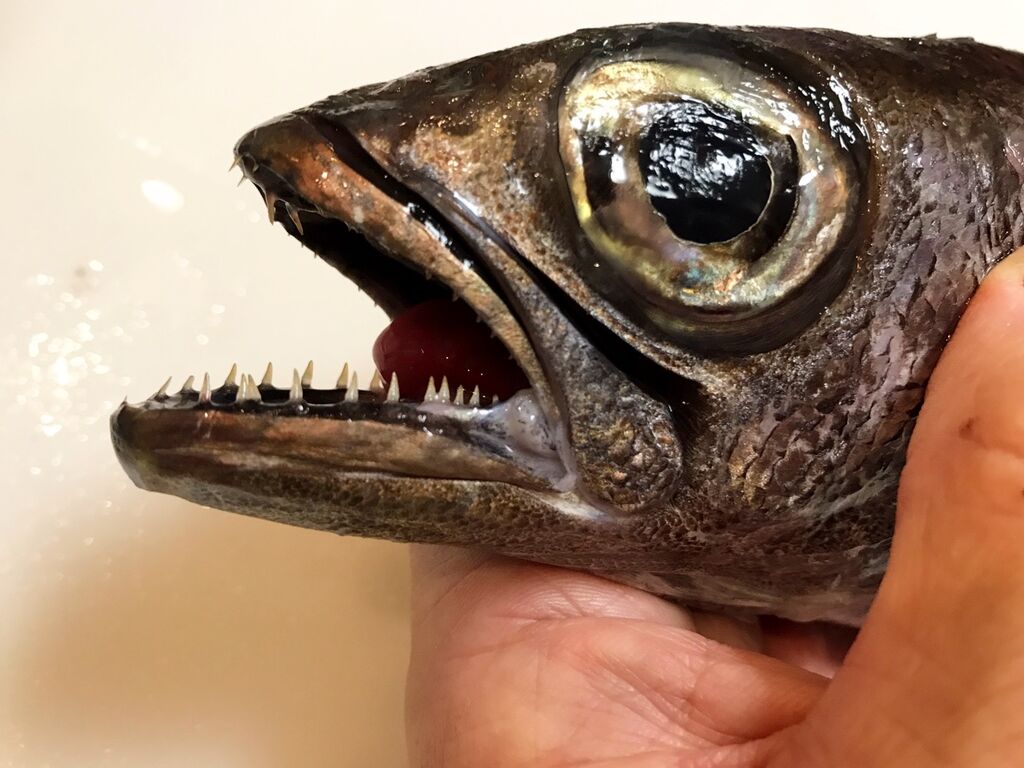 クロムツの冷や汁 魚喰い