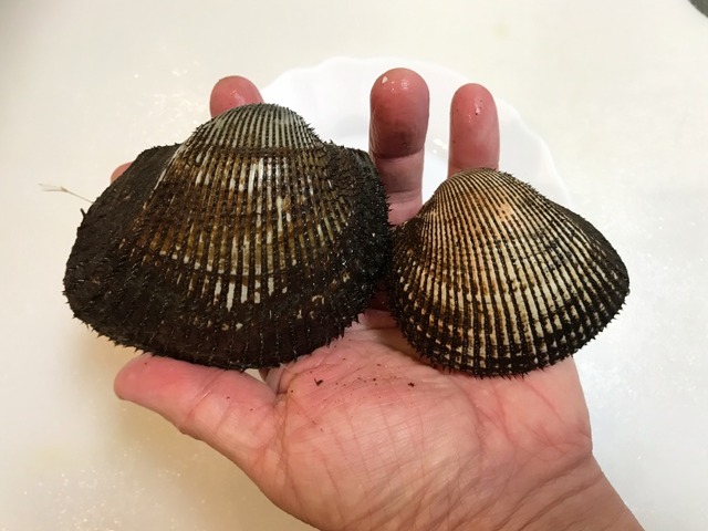 赤貝の食べ比べ 魚喰い