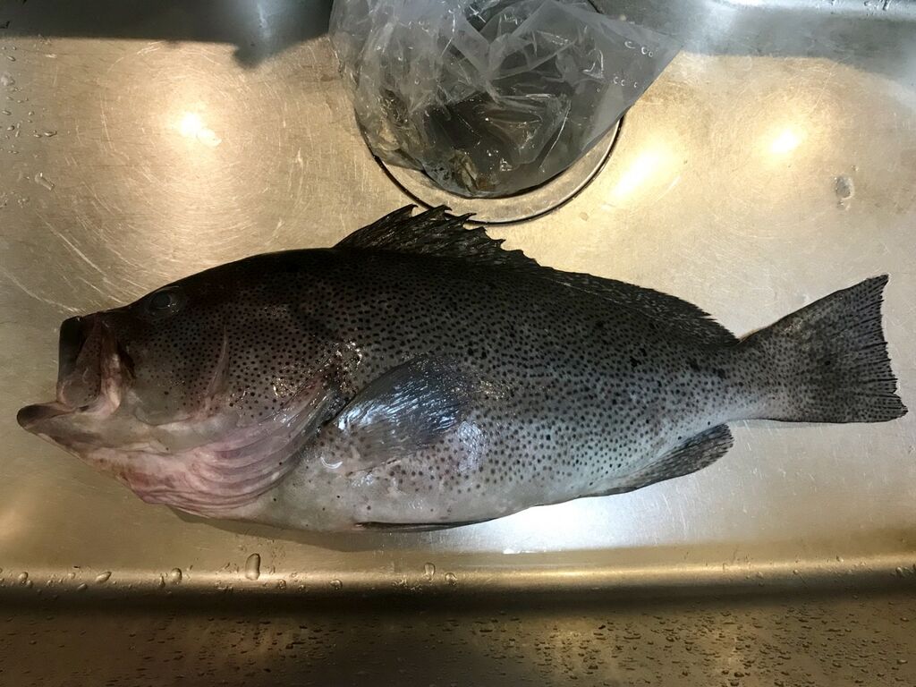 今年食べた魚の中で一番美味しかった 魚喰い 今年食べた魚の中で一番美味しかった 魚喰い