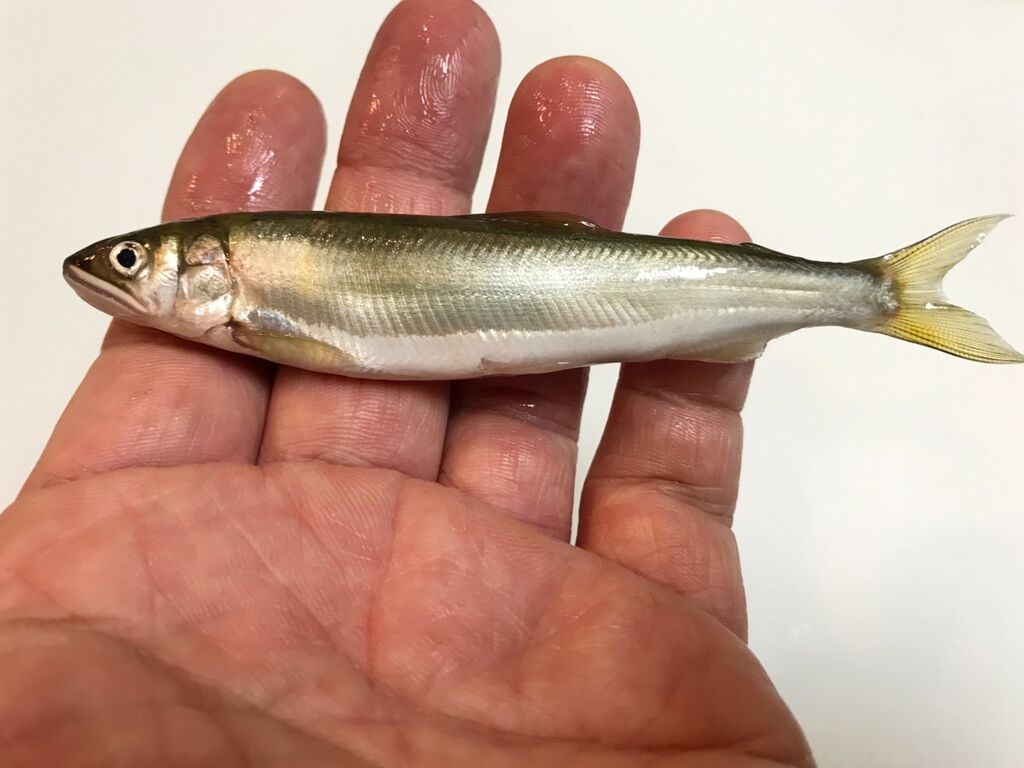 自家製!稚鮎の干物とから揚げ | 魚喰い