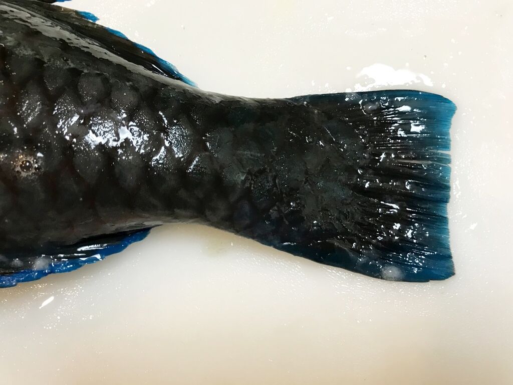 食べないほうが良い魚 魚喰い 食べないほうが良い魚 魚喰い