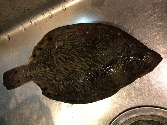 幻の高級魚 魚喰い