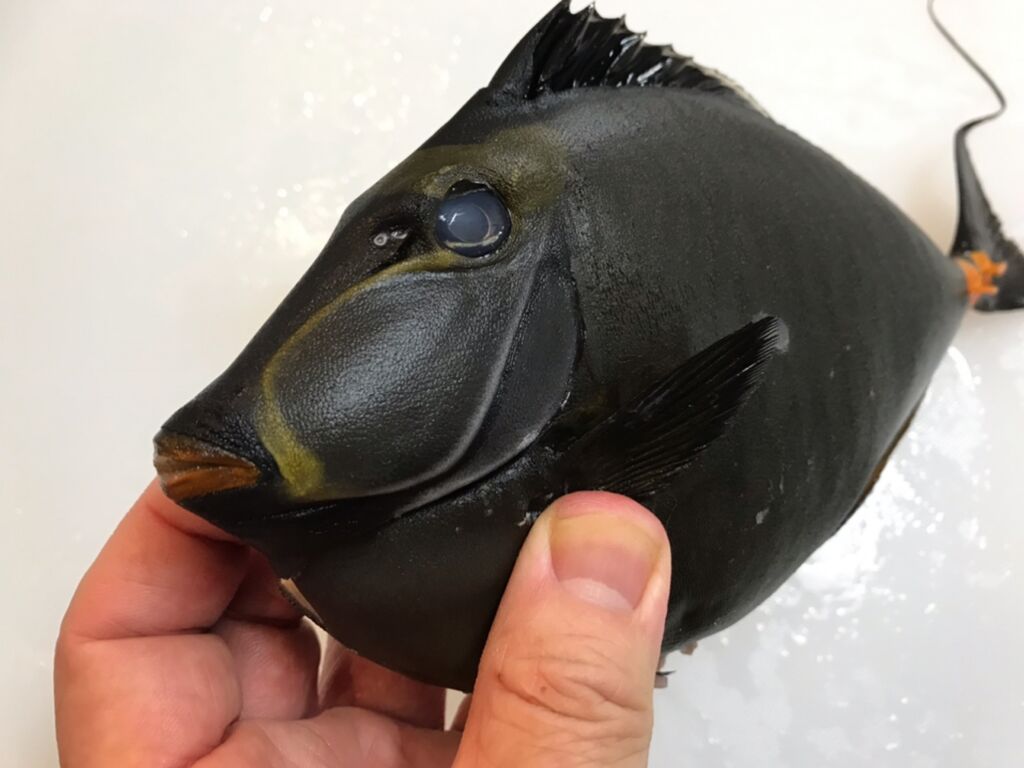 めちゃくちゃカッチョ良い魚 魚喰い めちゃくちゃカッチョ良い魚 魚喰い